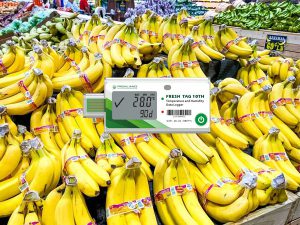 Banana storage requires a temperature humidity monitor